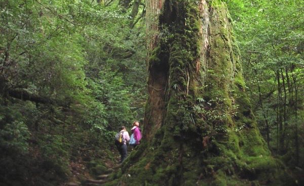 ���{���B�㕔�̎}�����낢��ȕ����ɍL����A�X�̒��ň��|�I�ȑ��݊��������Ă��܂��B
���J�_�������ň�Ԍ������̂��鉮�v���ł��B