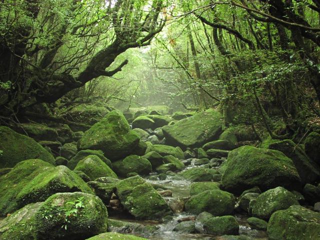 ���J��{���̑ۂނ������n��܂��B��J���~��Ɠn��Ȃ��Ȃ邱�Ƃ�����܂����A���J�_�������\���镗�i�̈�ӏ��ł��B