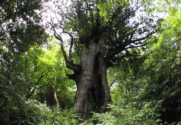 ����3000�N�̃��N�X�M�B�ј\������܂��B�ꕶ�����m����悤�ɂȂ�O�́A���v���ő�̃��N�X�M�ƌ����Ă��܂����B�Ȃ񂾂���ɂ͓����Ă������ł��ˁB