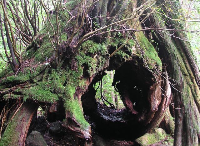 �O�㐙�B�P��ڂ̐����琔�S�N�O�ɓ|��A���̏�ɓ��ڂ̐��������܂����B���ꂪ�]�ˎ���ɐ؂��A���̌�ɎO��ڂ̐��������Ă��܂��B���v���̕���ɂ����̗ǂ��ؖ��ł�