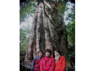 紀元杉。推定樹齢3000年といわれる屋久杉です。初夏には、紀元杉に着生しているヤクシマシャクナゲが花を咲かせるのでとても華やかになります。