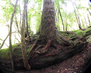 �؂芔��|�؂̏ォ�玟����̐�������Ă���p���u�؂芔�X�V�v�u�|�؍X�V�v�ƌĂт܂��B���̌�̎��R�Đ��ߒ����ώ@����A���v���̐X�̗��j�����������Ă���܂��B