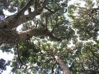 �������������̂��̃R�[�X�ł́A�}�c�Ȃ̐j�t���A�c�K�E���~�̋��؂�����Ă��܂��B�c�K�E���~�͈ꌩ�悭���Ă��܂����A�����Ƌ�ʂ����悤�ɂȂ�܂��B