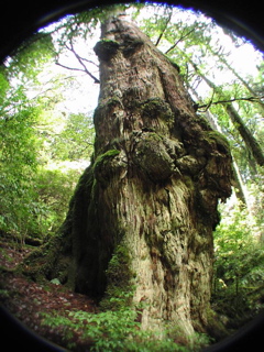 �X�̒�������ĂӂƊ���グ��ƁA�傫�ȃR�u���������t���Ă��鋐�؁A�V���J���������Ă��܂��B�������2000�N�Ƃ������܂��B