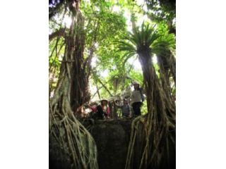 亜熱帯性の照葉樹林を象徴するガジュマルの密林です。別名、絞め殺しの植物とも呼ばれ、独特な生き方、容姿に驚かされます。