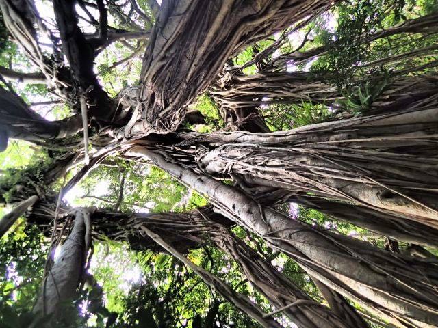 �X�̒��ɂ́A�z����₷�鋐��ȃK�W���}���ɂ��o��܂��B