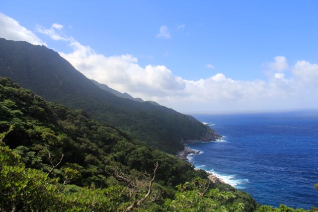 ���������C�ݐ�����u���b�R���[����ׂ��悤�ȃ��R���R�Ƃ����Ɨt���т��A�Ȃ�܂��B