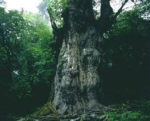 屋久島では定番になっている縄文杉日帰りツアーを、一泊二日のキャンプメニューにして時間的体力的な余裕を持たせる事により、エコツアーとしての充実を図っています。