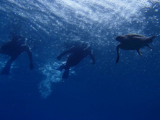 ウミガメが大接近してくれることも♪