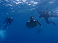 ウミガメが泳ぐ屋久島の海で遊びましょう♪