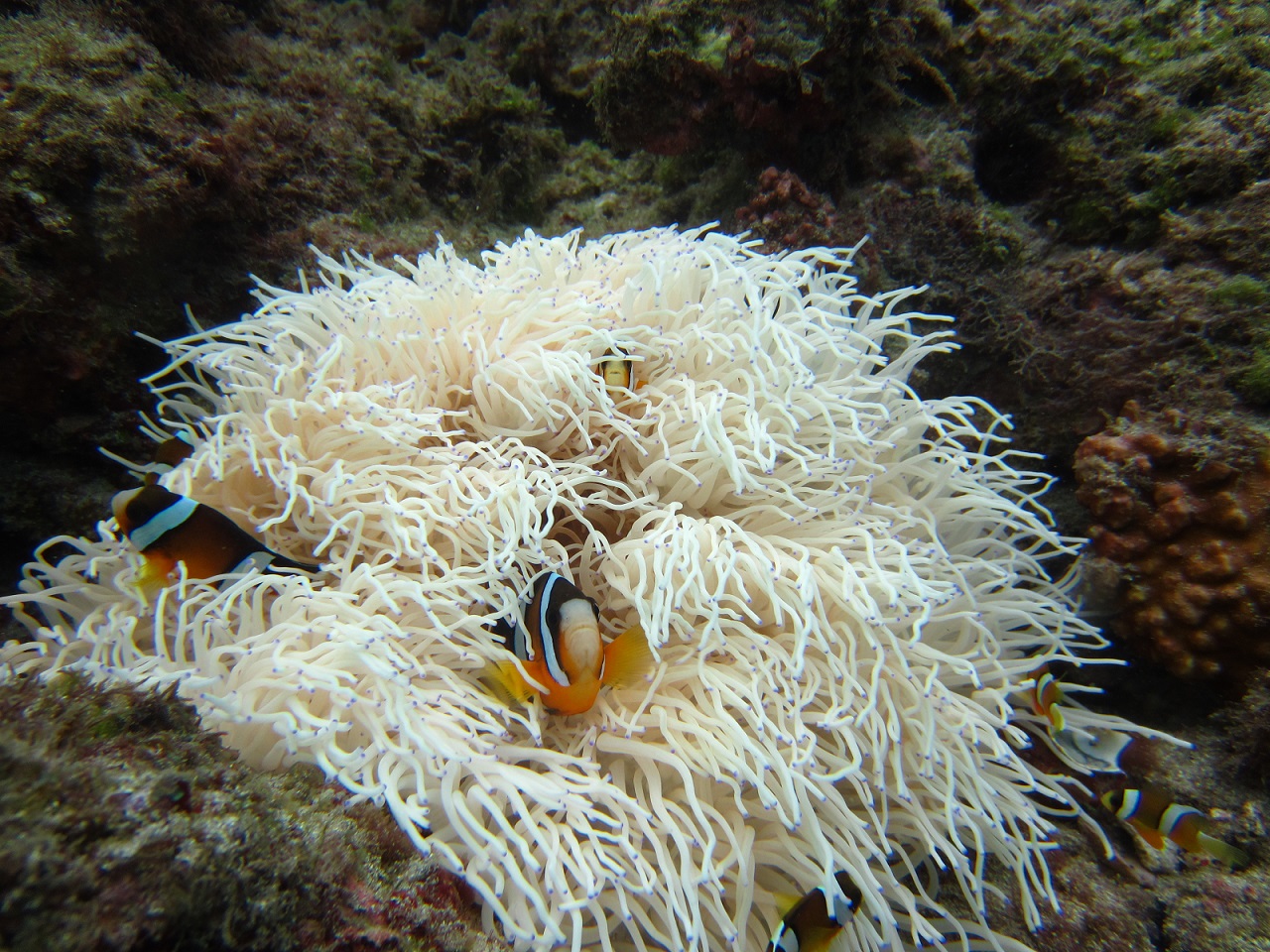 人気のクマノミをはじめ、魚はたくさん泳いでいます♪