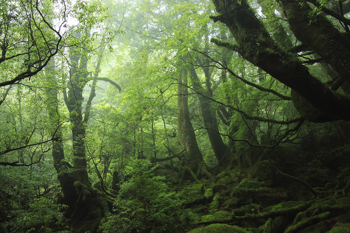白谷雲水峡登山 体験ダイビング1日コース 山も海も楽しみたい方にオススメ 嬉しいランチ付プラン Aquastyle じゃらん遊び体験