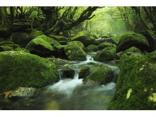 白谷雲水峡登山 体験ダイビング1日コース 山も海も楽しみたい方にオススメ 嬉しいランチ付プラン Aquastyle じゃらん遊び体験 白谷雲水峡登山 体験ダイビング1日コース 山も海も楽しみたい方にオススメ 嬉しいランチ付プラン Aquastyle じゃらん遊び体験