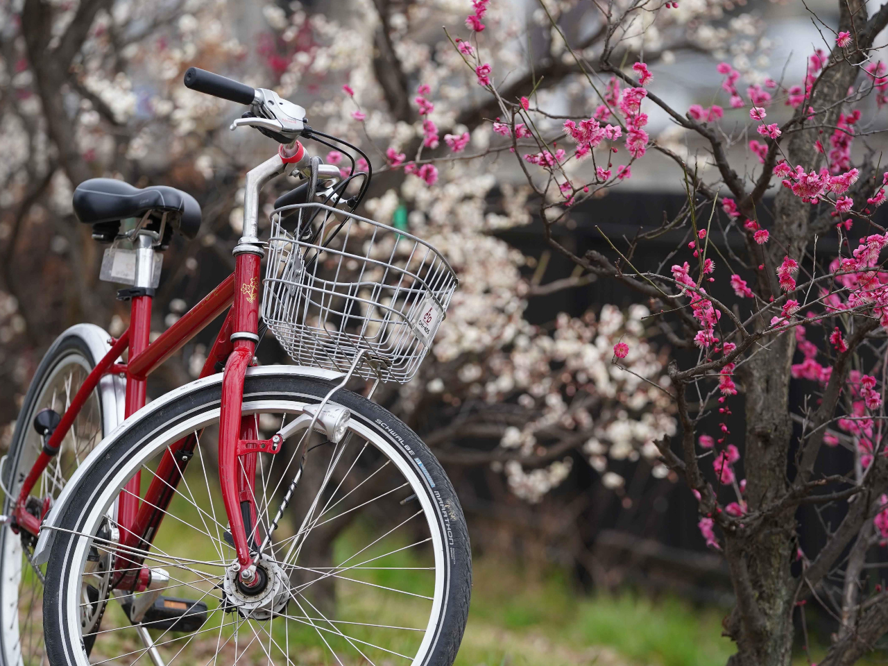 ]ԂŎlG܁X̉Ԃ̌ǂTɁI