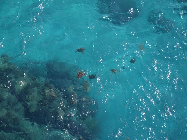 ウミガメも丸見えですよ