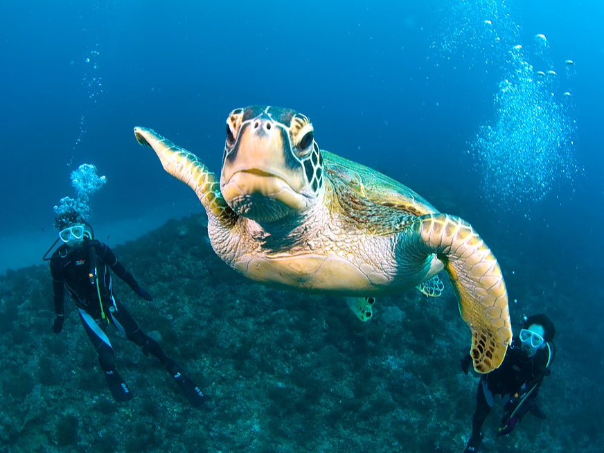 屋久島は「ウミガメの島」!たくさんのウミガメに出会えることでしょう。。。