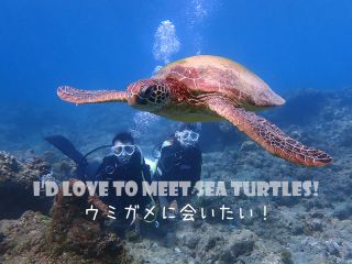 屋久島でウミガメと一緒に泳ごう!