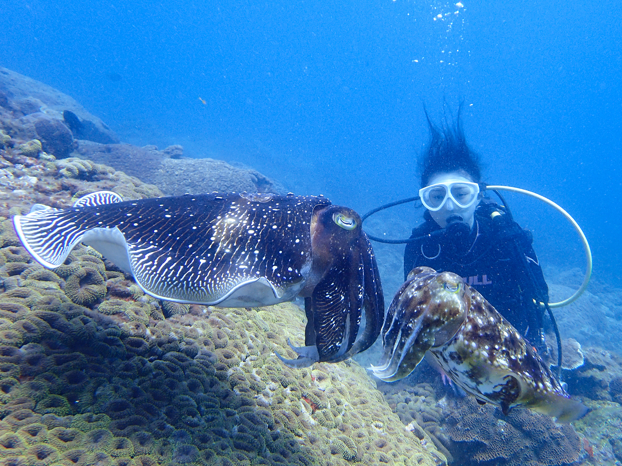 春はコブシメというイカの仲間がサンゴの隙間に産卵する様子が見られることも!