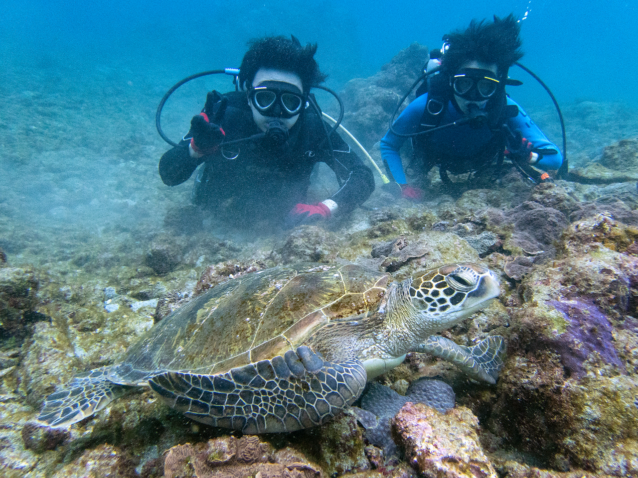 憧れのウミガメに出会えることも!!!!