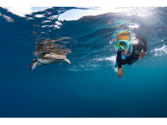 潜れない方でも水面に息継ぎに上がってきたウミガメと急接近!