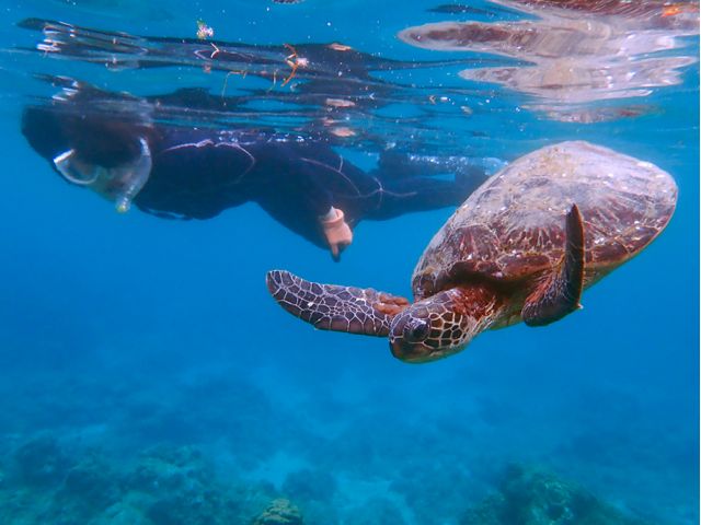 ウミガメと泳ごう!