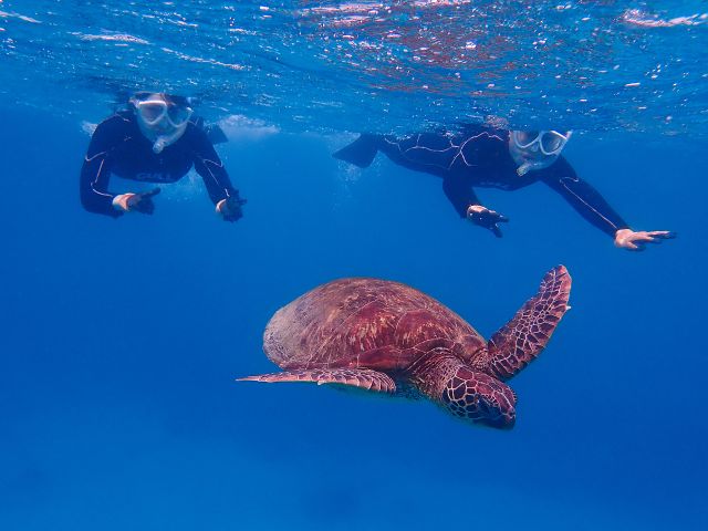 ウミガメはゆったり泳ぎ去っていきます。。。