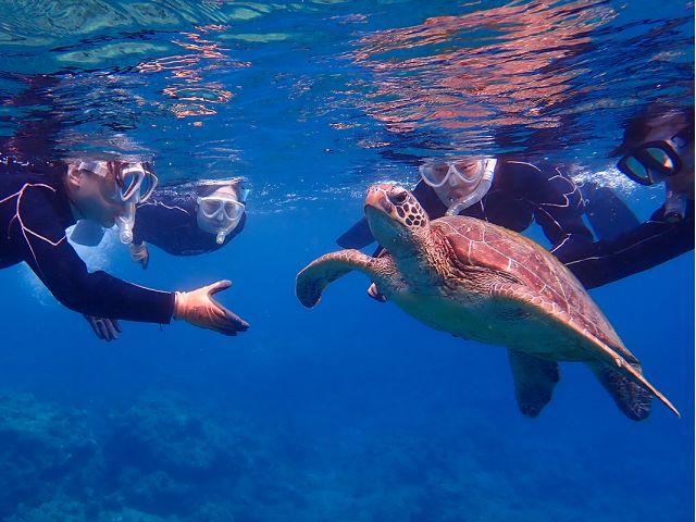 ウミガメは定期的に息継ぎに上がってきます。。。