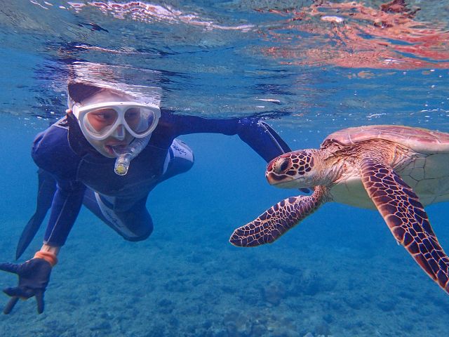 屋久島のウミガメはまったく逃げない!とてもフレンドリーなのです。。。(^^)