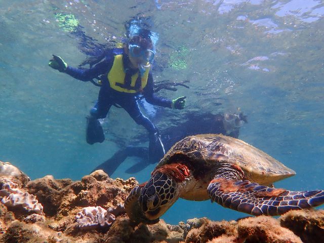 屋久島のウミガメたちはお子さまでも簡単にアクセスできる浅場でスクスクと育ちます。