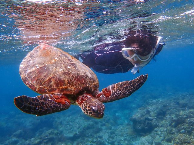 明るくキラキラとした海でウミガメと泳ごう!