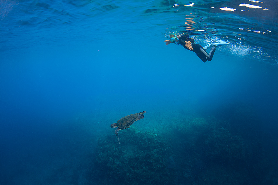 v̓E~K̓B^ǂ΃E~Kɏo邩I