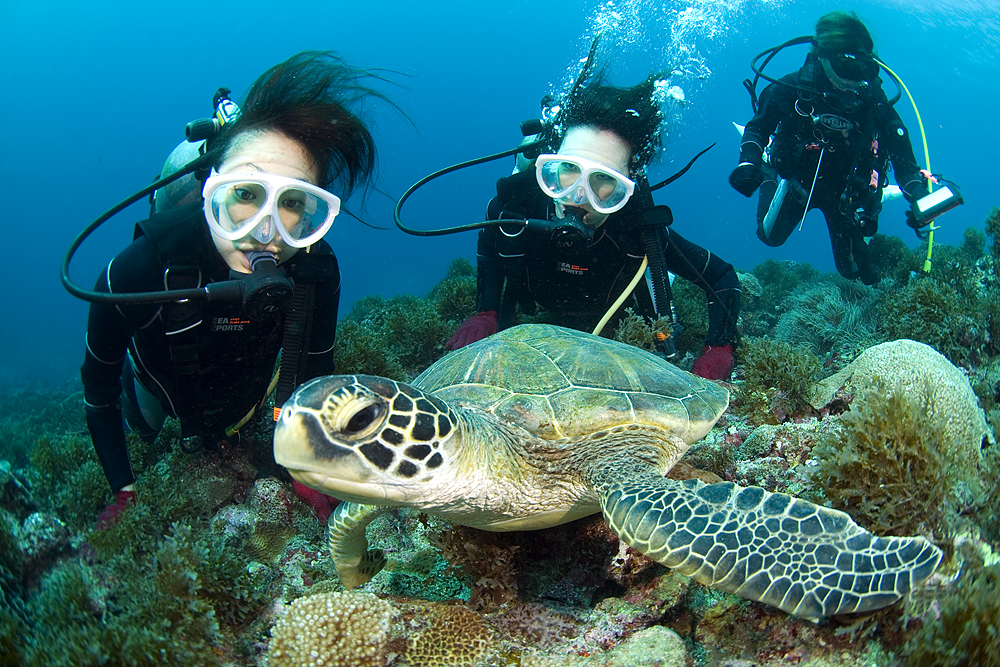 屋久島はウミガメの島。運が良ければウミガメに出会える!