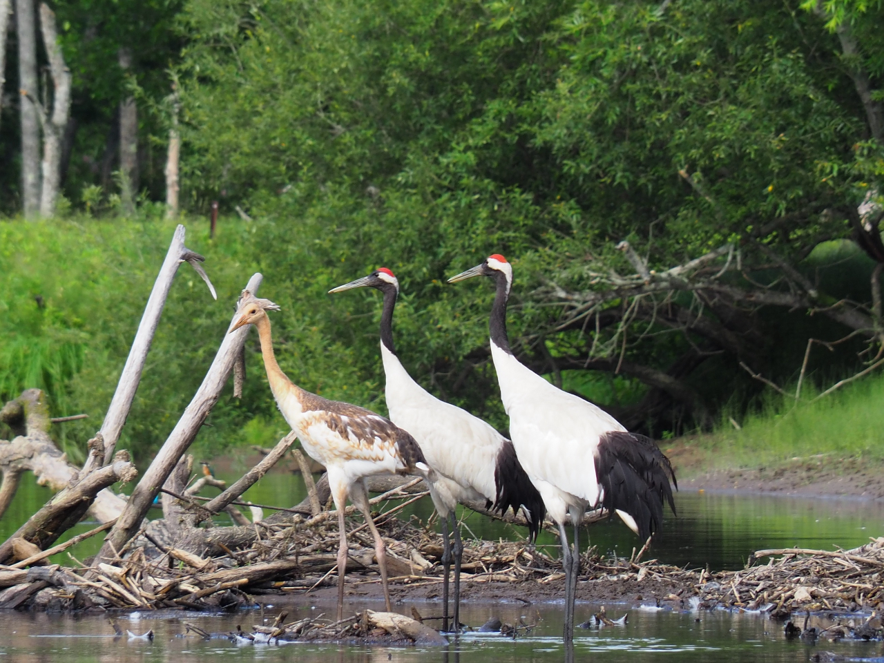 ^ǂΎ̎_E^`Eɏo鎖I