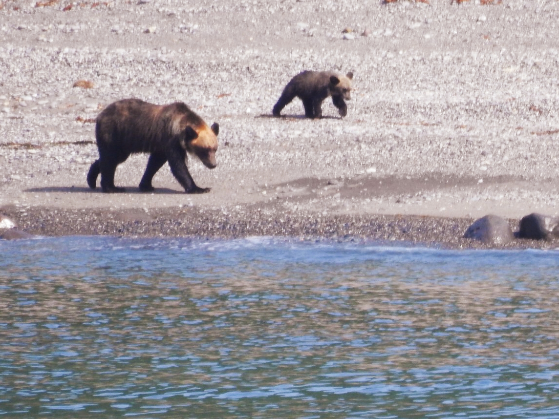 �厩�R�̒��ŕ�炷�q�O�}�̎p��o�ዾ���g���ĒT���Ă݂Ă��������B�i��^�D�ׁ̈A�ꏊ�ɂ���Ă͊�ǂ��狗�����Ƃ��čq�s���邽�ߒT���Â炢���Ƃ�����܂��B�j