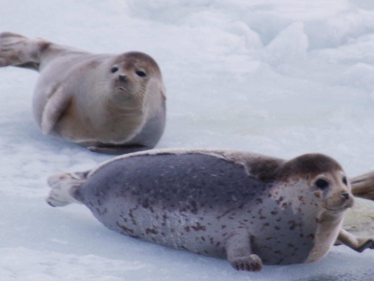 �X��ł��낮�A�U���V�I�o�ዾ��]���J����������Ɖ�������ł������邩������܂���