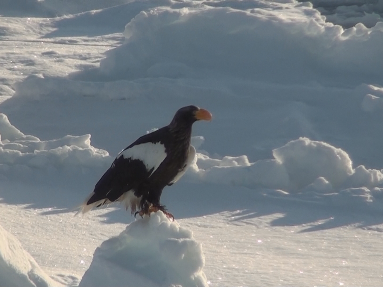 �N���[�Y���Ɂ@�I�I���V��I�W�����V�Ȃǂ̖쐶�����ɏo��邩���I�H