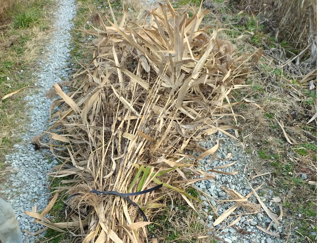 ���~�ɖF���̎悵�Ă��܂����B