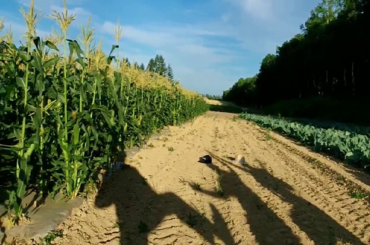 2026年開催予定 茹でとうきび1本引換券付き♪ フルーツコーン収穫体験