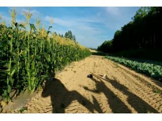 とうきび畑で、影遊び