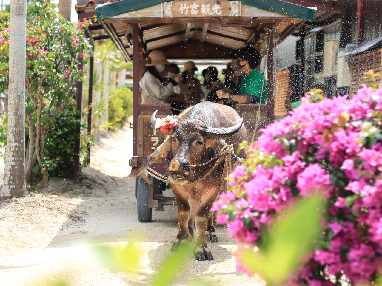 竹d 竹富島 バス観光 水牛車観光コース ファミリー 女性同士 カップルにおすすめ 安栄観光 じゃらん遊び体験