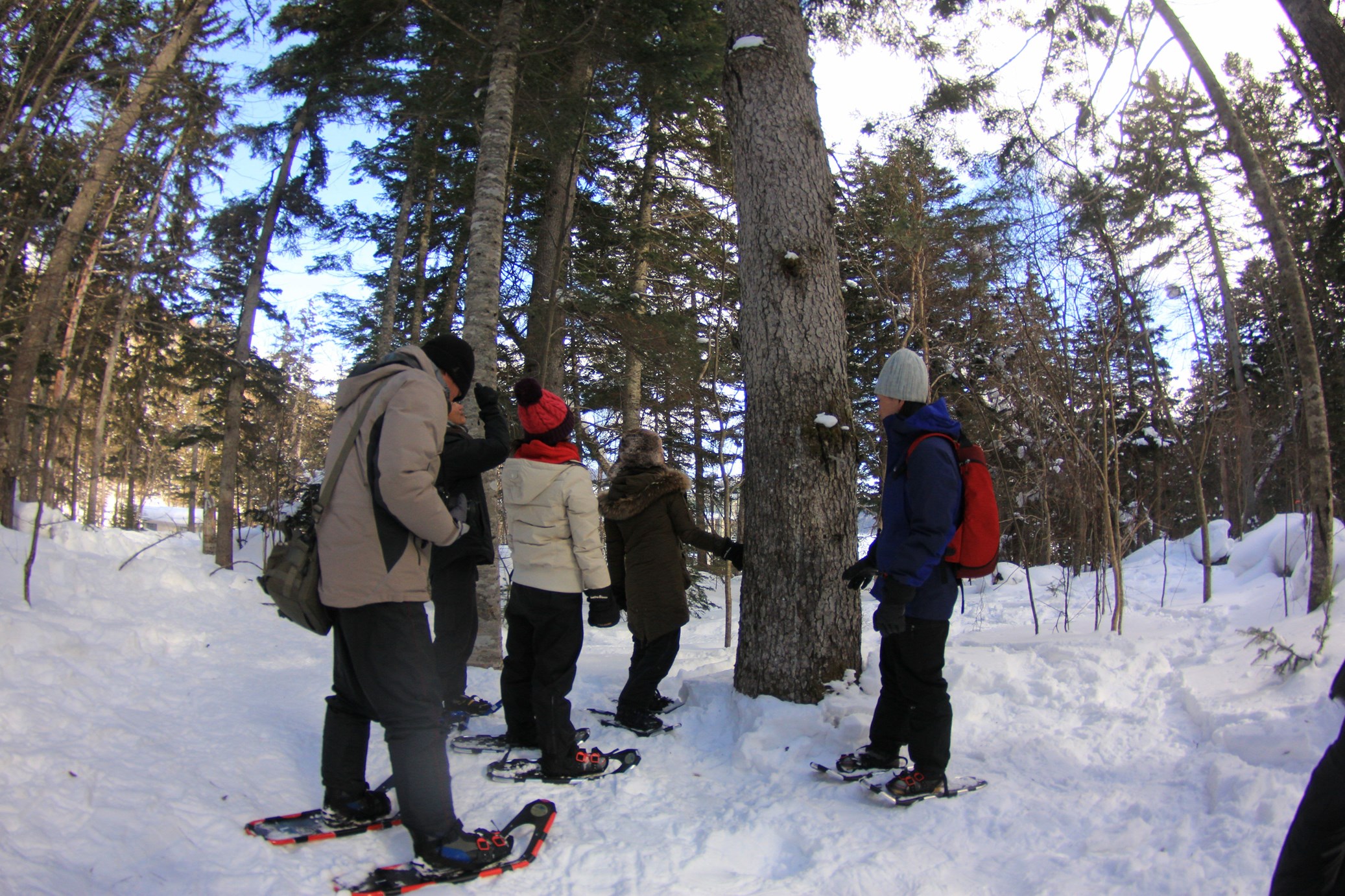 冬の森には面白い発見がたくさんあります。