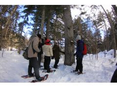 冬の森には面白い発見がたくさんあります。