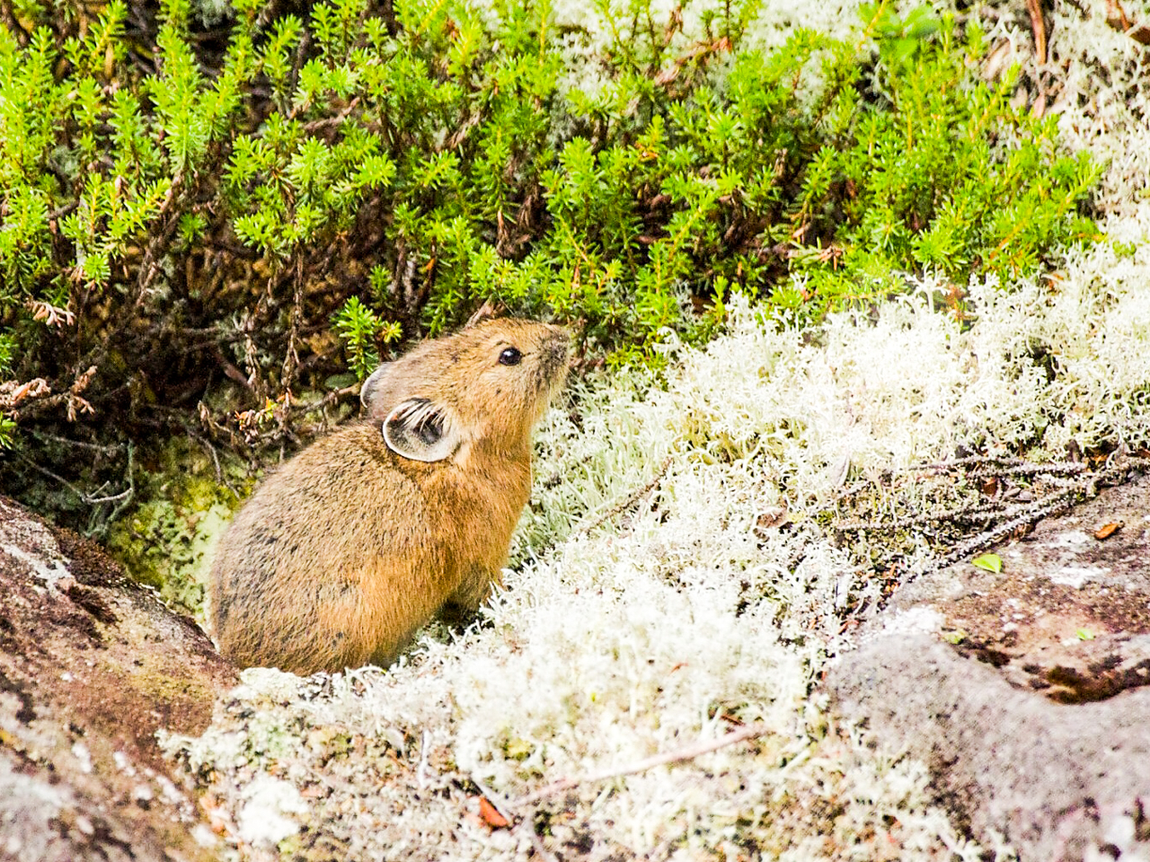 この辺りに棲息しているナキウサギ
