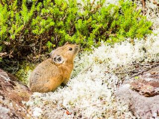 この辺りに棲息しているナキウサギ