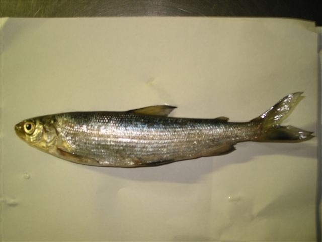 �،΁@�V�i�m���L�}�X