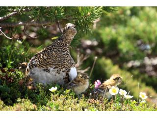 大町山岳博物館 ライチョウ