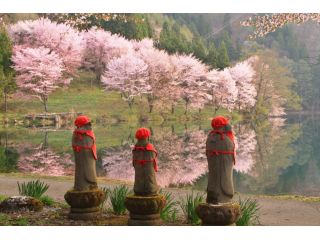 中綱湖 オオヤマザクラとお地蔵さん