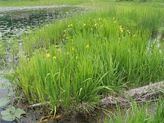 中綱湖・木崎湖コース 中綱湖水生植物