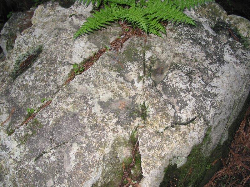 �獑�X���S��