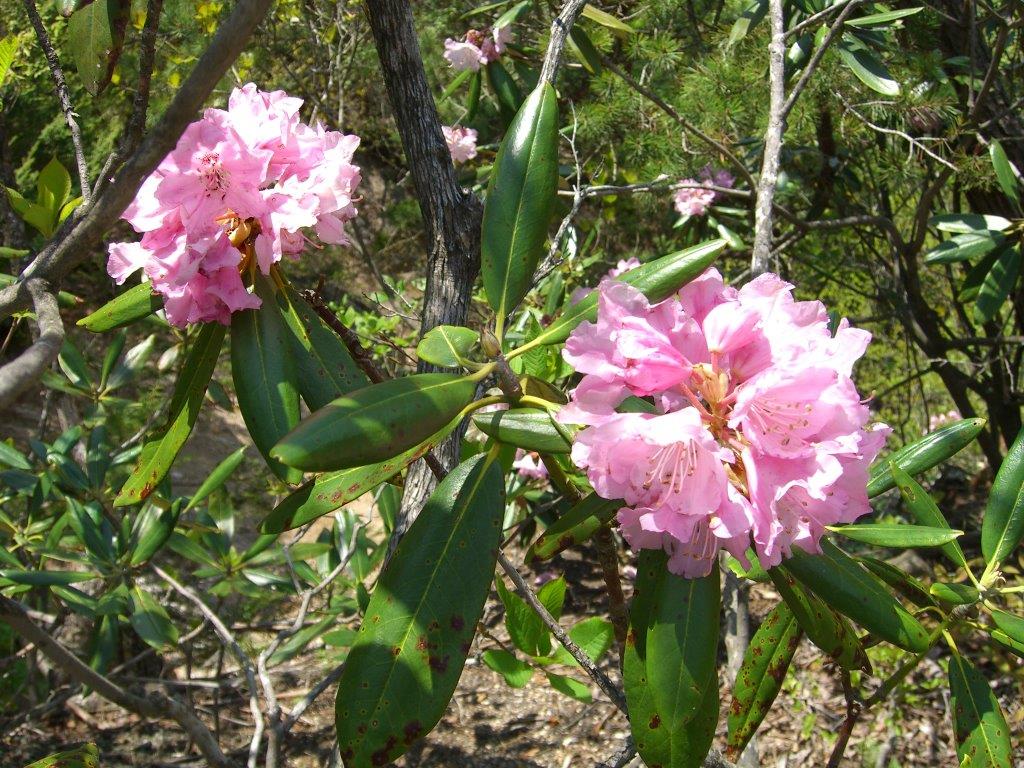 5�����{�̃V���N�i�Q�̌Q���͌����ł��B